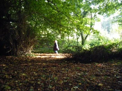 Bujno leto - Barbara Kingsolver