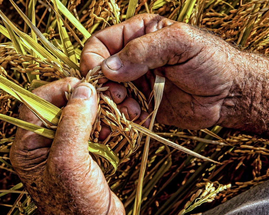 Ratar - Veljko Petrović